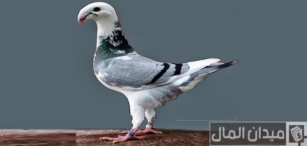 أحسن أنواع الحمام في العالم أحسن أنواع الحمام في العالم