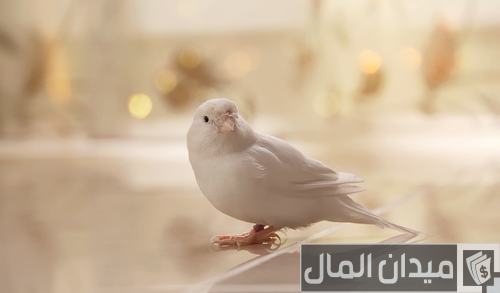 أحسن أنواع الحمام في العالم أحسن أنواع الحمام في العالم