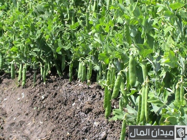 دراسة جدوى زراعة الفاصوليا الجافة دراسة جدوى زراعة الفاصوليا الجافة