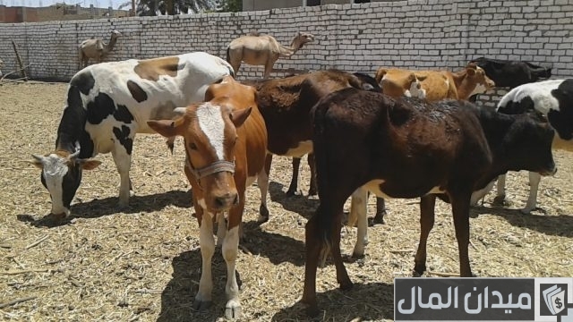 تكاليف انشاء مزرعة تسمين العجول تكاليف انشاء مزرعة تسمين العجول