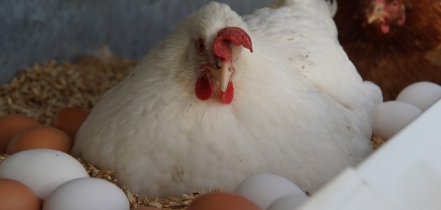 أحسن علاج زيادة إنتاج البيض عند الدجاج أفضل علاج لزيادة انتاج البيض عند الدجاج