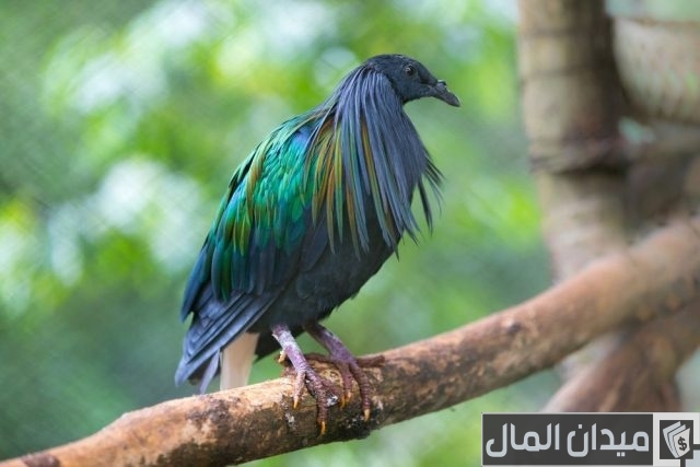 أحسن أنواع الحمام في العالم أحسن أنواع الحمام في العالم
