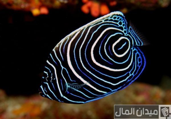 أجمل أنواع الأسماك وأبرز المعلومات عنها أجمل أنواع الأسماك وأبرز المعلومات عنها