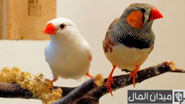 أفضل أنواع الطيور للتربية المنزلية أفضل أنواع الطيور للتربية المنزلية