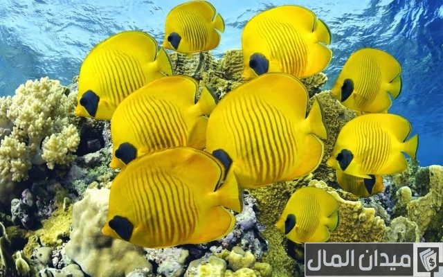 أجمل أنواع الأسماك وأبرز المعلومات عنها أجمل أنواع الأسماك وأبرز المعلومات عنها