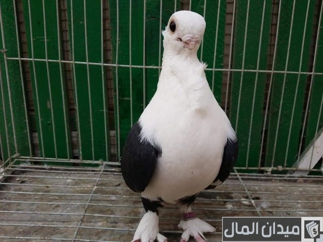 أحسن أنواع الحمام في العالم أحسن أنواع الحمام في العالم