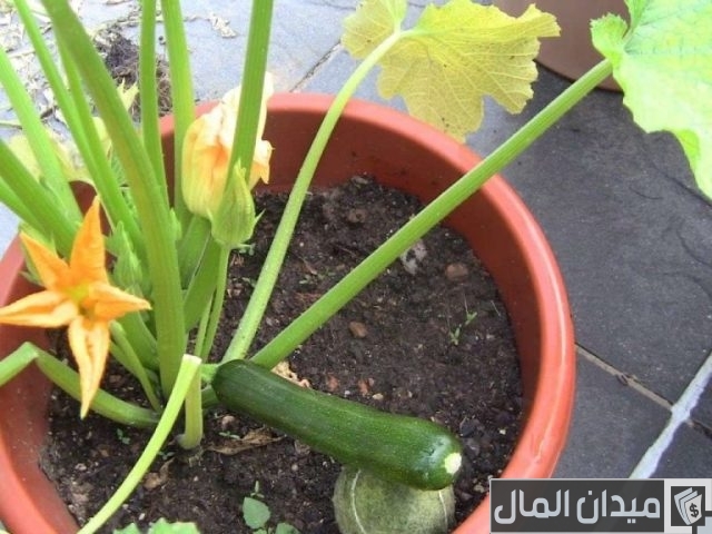 زراعة الكوسة في البيوت المحمية زراعة الكوسة في البيوت المحمية