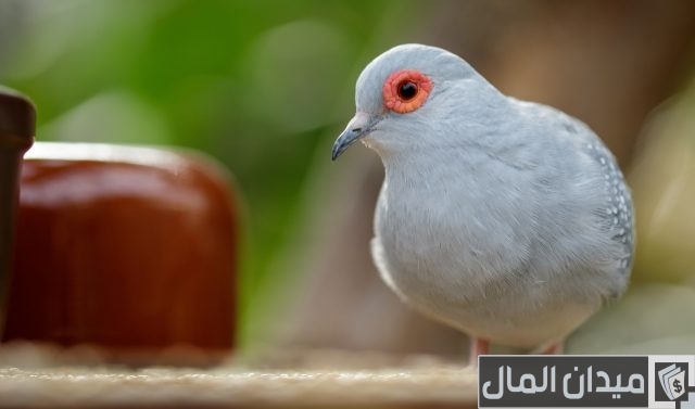 أحسن أنواع الحمام في العالم أحسن أنواع الحمام في العالم
