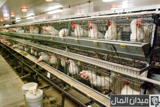 كيفية إنشاء مزرعة دواجن كيفية إنشاء مزرعة دواجن