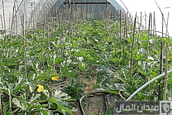 زراعة الكوسة في البيوت المحمية زراعة الكوسة في البيوت المحمية