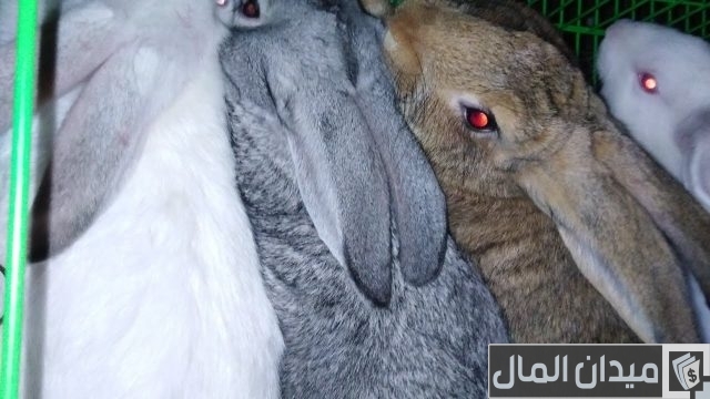 أماكن بيع سلالات الأرانب في مصر أماكن بيع سلالات الأرانب في مصر