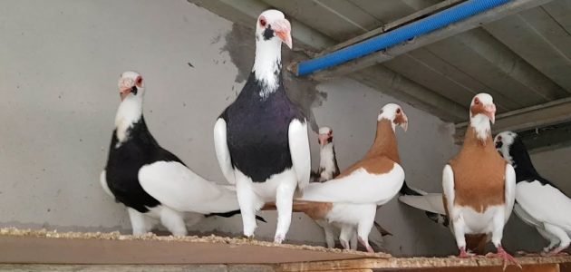 أحسن أنواع الحمام في العالم بالصور أحسن أنواع الحمام في العالم