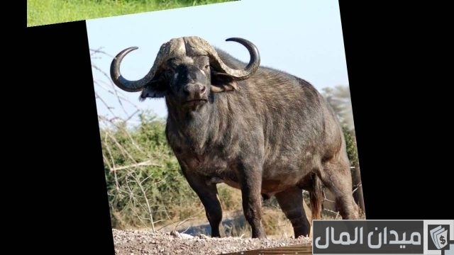 أفضل وأجود أنواع الجاموس الحلاب في مصر أفضل وأجود أنواع الجاموس الحلاب في مصر