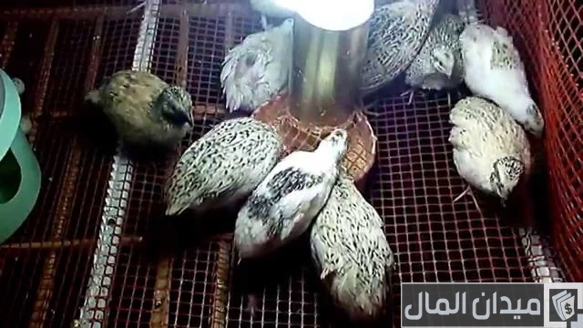 مشروع تربية السمان لتحقيق أعلى الأرباح مشروع تربية السمان لتحقيق أعلى الأرباح