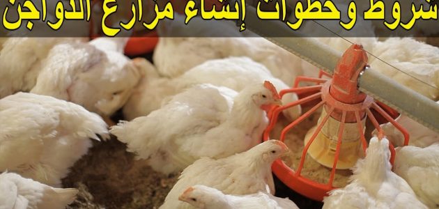 شروط بناء مزرعة دواجن على أرض زراعية والاوراق المطلوبة للترخيص شروط بناء مزرعة دواجن على أرض زراعية