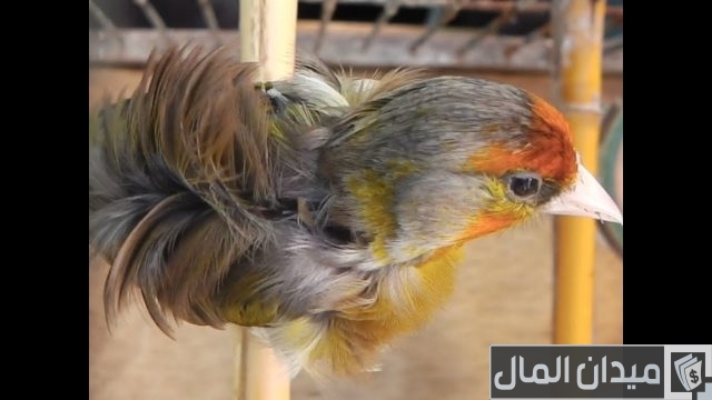 أحسن أنواع الطيور للتربية المنزلية بالصور أفضل أنواع الطيور للتربية المنزلية