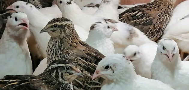 دراسة جدوى مشروع تربية السمان بالتكلفة مشروع تربية السمان لتحقيق أعلى الأرباح