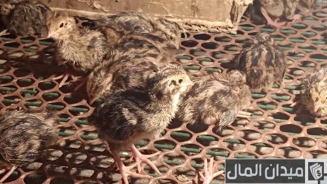 مشروع تربية السمان لتحقيق أعلى الأرباح مشروع تربية السمان لتحقيق أعلى الأرباح