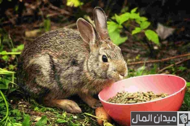 طريقة عمل علف الأرانب في المنزل طريقة عمل علف الأرانب في المنزل