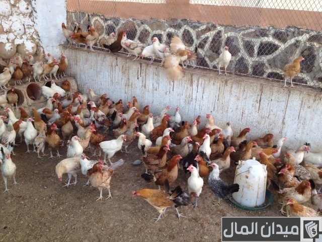 دراسة جدوى مشروع تربية الدواجن البلدي البياض دراسة جدوى مشروع تربية الدواجن البلدي البياض