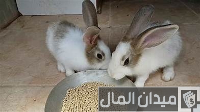 طريقة عمل علف الأرانب في المنزل طريقة عمل علف الأرانب في المنزل