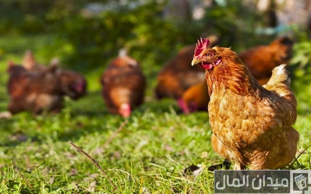 أسرار تربية الدجاج البلدي أسرار تربية الدجاج البلدي
