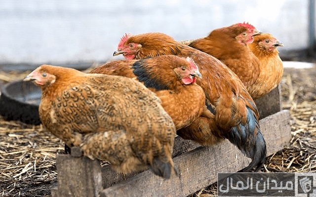 أسرار تربية الدجاج البلدي أسرار تربية الدجاج البلدي