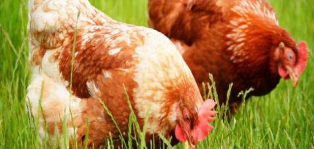 أسرار ونصائح تربية الدجاج البلدي أسرار تربية الدجاج البلدي