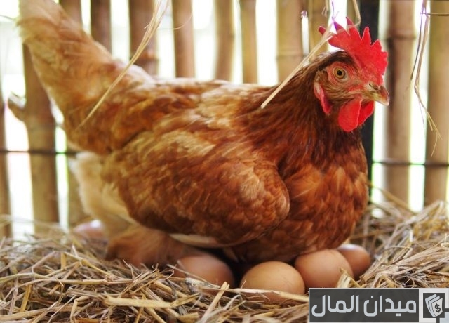 أفضل علاج لزيادة انتاج البيض عند الدجاج أفضل علاج لزيادة انتاج البيض عند الدجاج
