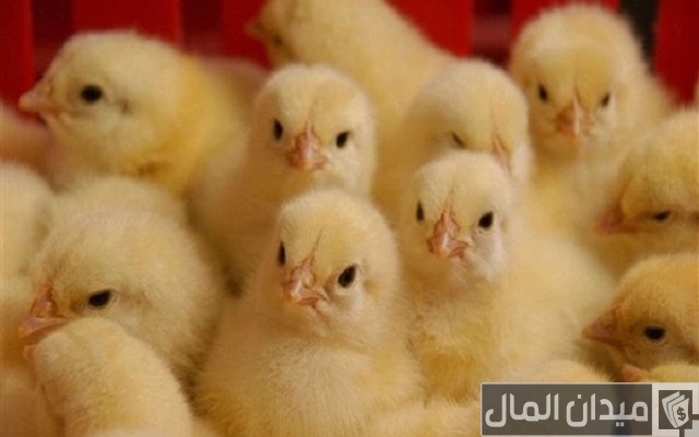 أفضل أنواع الكتكوت الأبيض وبعض النصائح لتربية الكتاكيت أفضل أنواع الكتكوت الأبيض وبعض النصائح لتربية الكتاكيت