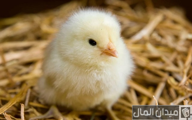 أفضل أنواع الكتكوت الأبيض وبعض النصائح لتربية الكتاكيت أفضل أنواع الكتكوت الأبيض وبعض النصائح لتربية الكتاكيت