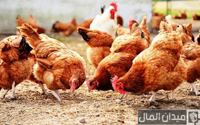 أفضل المشاريع التجارية المربحة برأس مال بسيط أفضل المشاريع التجارية المربحة برأس مال بسيط