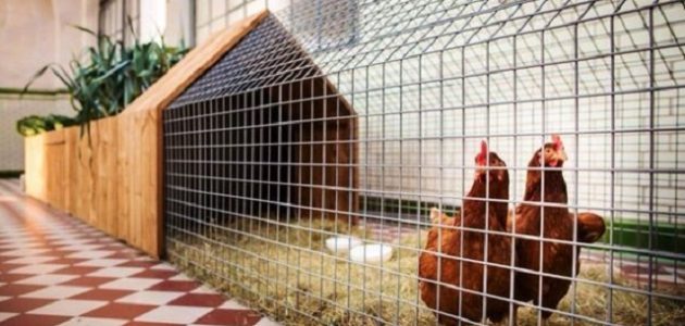 أفكار مشاريع فلاحية مربحة في الجزائر ناجحة أفكار مشاريع فلاحية مربحة وناجحة في الجزائر