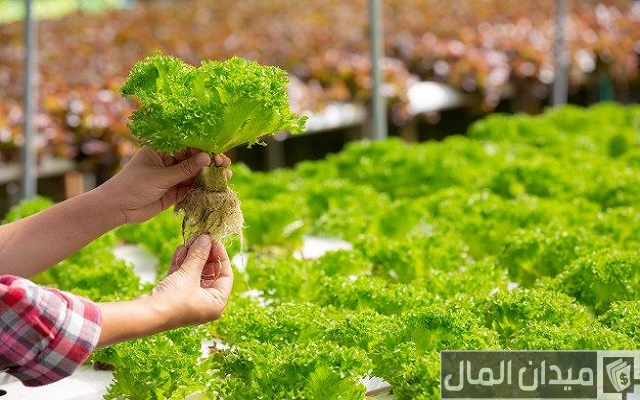 أكثر المشاريع ربحا وأقلها تكلفة في المجال الزراعي والصناعي والسياحي وغيرهم أكثر المشاريع ربحا وأقلها تكلفة في المجال الزراعي والصناعي والسياحي وغيرهم