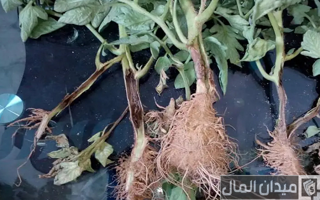 أمراض أعفان الجذور وأنواعها وأفضل العلاجات والمبيدات أمراض أعفان الجذور وأنواعها وأفضل العلاجات والمبيدات