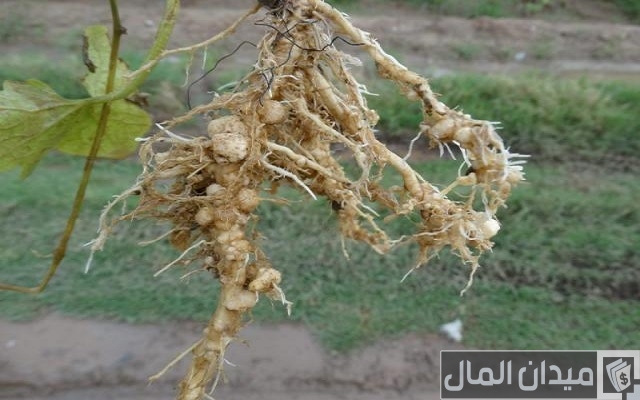 أمراض أعفان الجذور وأنواعها وأفضل العلاجات والمبيدات أمراض أعفان الجذور وأنواعها وأفضل العلاجات والمبيدات