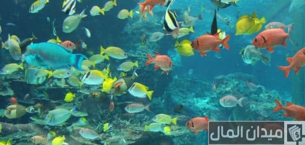 أجمل أنواع الأسماك بالصور أجمل أنواع الأسماك وأبرز المعلومات عنها