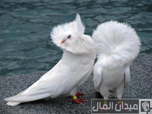 أحسن أنواع الحمام في العالم أحسن أنواع الحمام في العالم