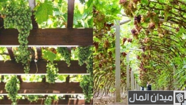 زراعة العنب في الأراضي الصحراوية زراعة العنب في الأراضي الصحراوية
