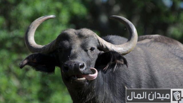 أفضل وأجود أنواع الجاموس الحلاب في مصر أفضل وأجود أنواع الجاموس الحلاب في مصر