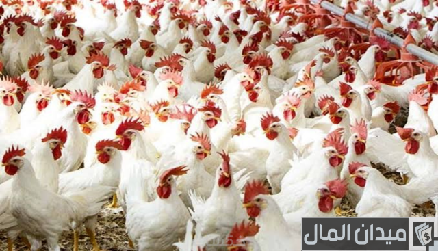 دراسة جدوى مشروع تربية الدواجن البلدي البياض دراسة جدوى مشروع تربية الدواجن البلدي البياض