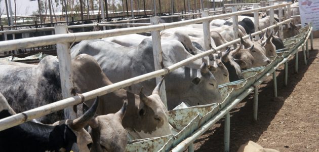 تكلفة انشاء مزرعة تسمين العجول بالكامل تكاليف انشاء مزرعة تسمين العجول