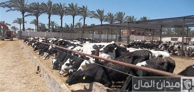 تكاليف انشاء مزرعة تسمين العجول تكاليف انشاء مزرعة تسمين العجول