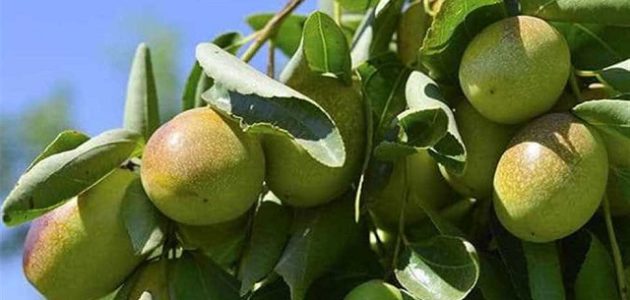 دراسة جدوى زراعة الجوجوبا دراسة جدوى زراعة الجوجوبا