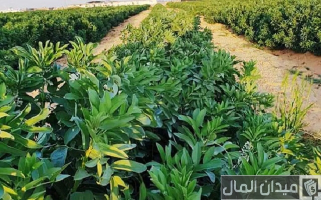 دراسة جدوى زراعة الجوجوبا دراسة جدوى زراعة الجوجوبا
