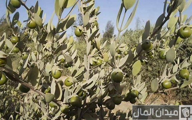 دراسة جدوى زراعة الجوجوبا دراسة جدوى زراعة الجوجوبا