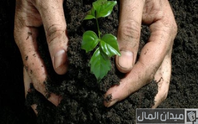 دراسة جدوى مشاريع زراعية متميزة وحديثة وكيفية تنفيذ المشروع بالتفصيل دراسة جدوى مشاريع زراعية متميزة وحديثة وكيفية تنفيذ المشروع بالتفصيل
