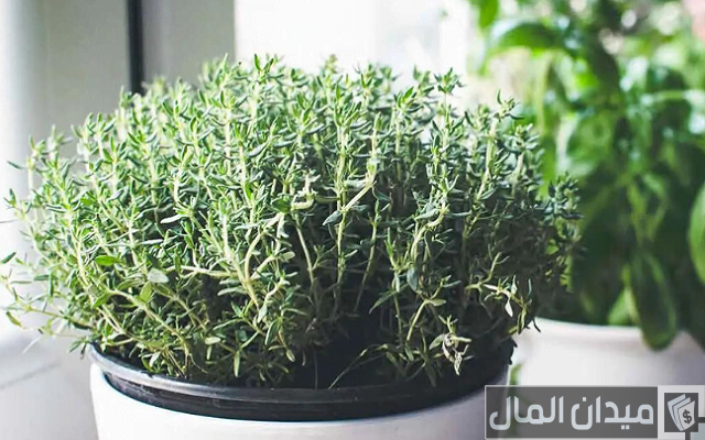 دراسة جدوى مشاريع زراعية متميزة وحديثة وكيفية تنفيذ المشروع بالتفصيل دراسة جدوى مشاريع زراعية متميزة وحديثة وكيفية تنفيذ المشروع بالتفصيل