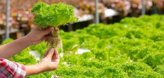 دراسة جدوى مشاريع زراعية متميزة وحديثة دراسة جدوى مشاريع زراعية متميزة وحديثة وكيفية تنفيذ المشروع بالتفصيل