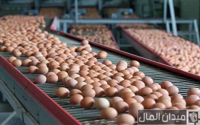 دراسة جدوى مشروع انتاج بيض المائدة دراسة جدوى مشروع انتاج بيض المائدة